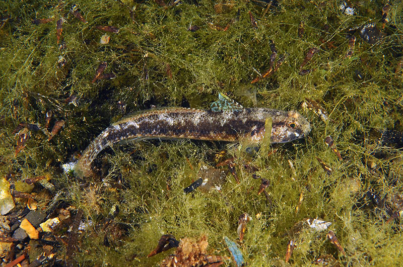 Gobius couchi da Livorno